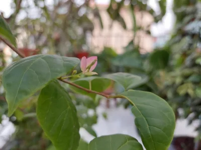 alleyhomestay 2 – Foto 16